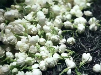 喝茶治口臭嗎，什么茶治口臭好？