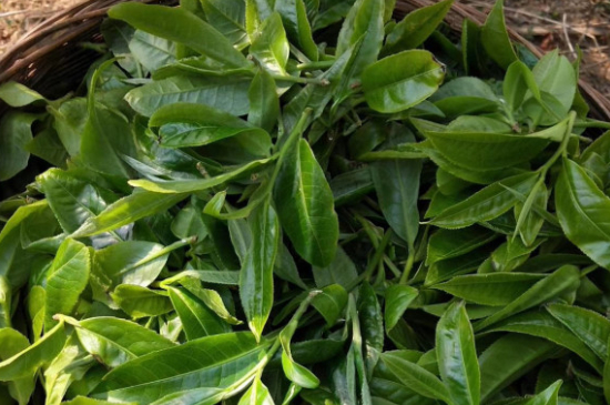 最耐泡的茶葉排名，什么茶葉經(jīng)久耐泡？
