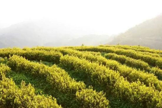 黃金茶的功效及禁忌癥，黃金茶有什么副作用嗎？