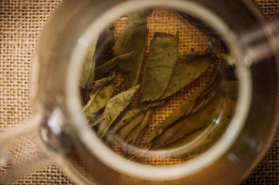 苦丁茶副作用，苦丁可以經(jīng)常喝嗎？