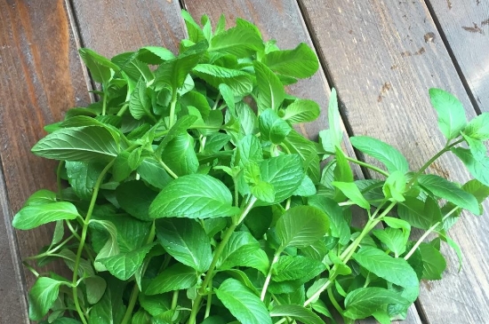 薄荷茶的功效與作用，喝薄荷茶有什么好處？