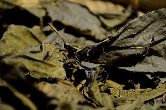 鷓鴣茶什么人不適合喝，鷓鴣茶的禁忌人群