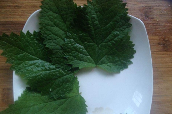 薄荷茶的功效與作用，喝薄荷茶有什么好處？