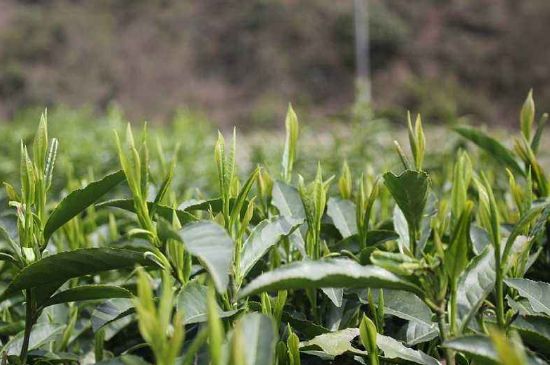 喝黃金茶禁忌，什么人不能喝黃金芽茶？