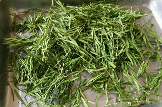 哪類人不適合喝石竹茶，石竹茶的功效與禁忌