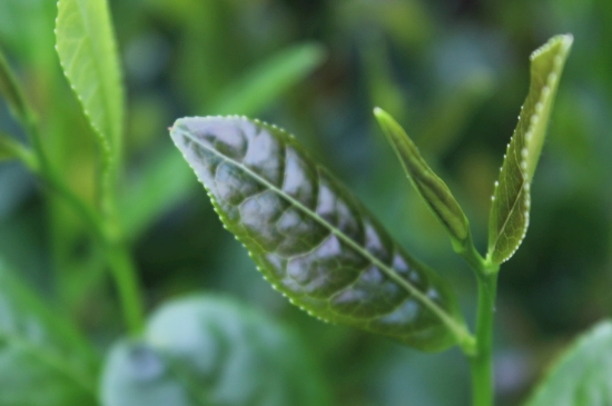 綠茶第一泡要倒掉嗎，為什么綠茶第一泡不喝？
