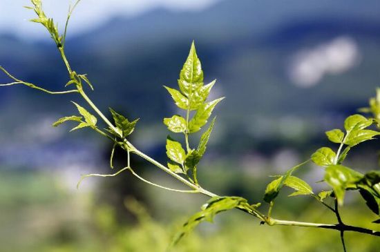 莓茶為什么先苦后甜回甘，莓茶口感怎么樣？