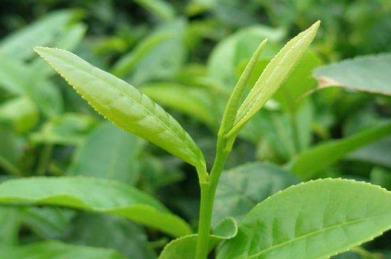 最耐泡的茶葉排名，什么茶葉經(jīng)久耐泡？