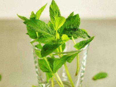 喝茶治口臭嗎，什么茶治口臭好？