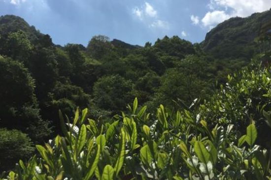 六安瓜片適合什么人喝，六安瓜片的功效與禁忌