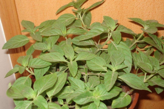 薄荷茶的功效與作用，喝薄荷茶有什么好處？