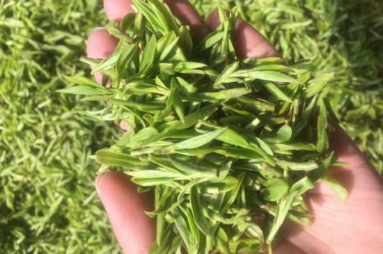 中國(guó)十大名茶背后的故事