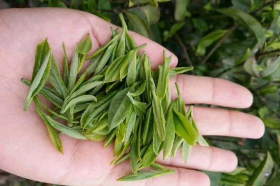 中國(guó)十大名茶背后的故事