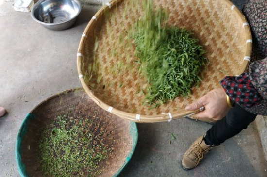 炒青茶為什么便宜，炒青綠茶好喝嗎？