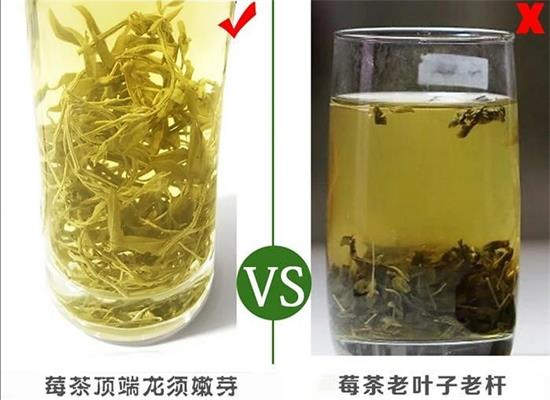 張家界茅巖莓茶與藤茶是同一種茶嗎，藤茶跟莓茶一不一樣？