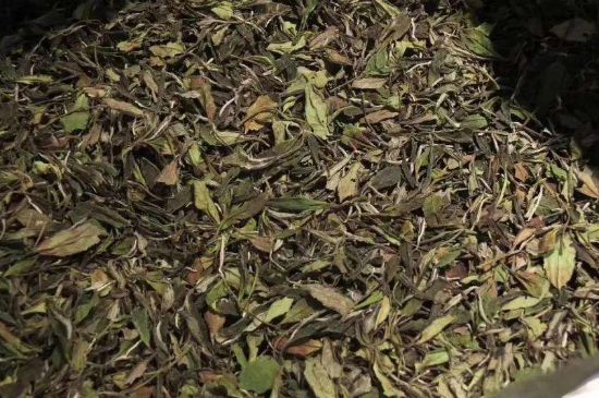 陳茶還是新茶好，茶葉是新茶好喝還是陳茶好喝