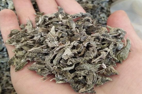 張家界莓茶真假對(duì)比，野生莓茶的鑒別方法