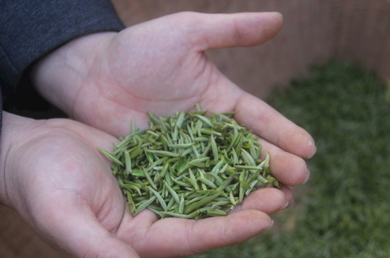 茶葉可以放冰箱嗎，茶需要放冰箱保存嗎