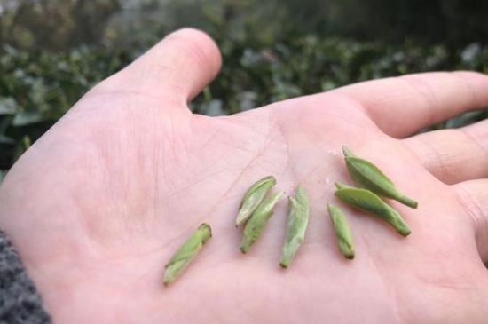 春茶季怎么辨別白毫銀針的好壞，好的白毫銀針如何選購？