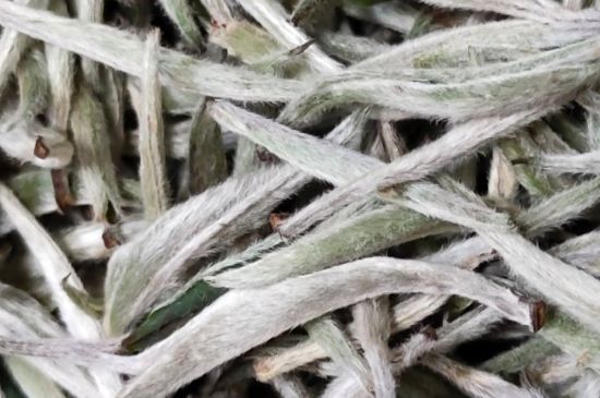 春茶上市白茶的好壞怎么區(qū)分，春白茶怎么分辨好不好？