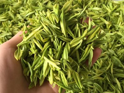 白茶品質如何區(qū)分，白茶的優(yōu)劣質量辨別方法