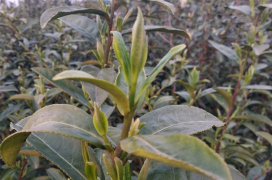 家庭如何保存碧螺春茶葉，蘇州洞庭碧螺春綠茶怎么保存？