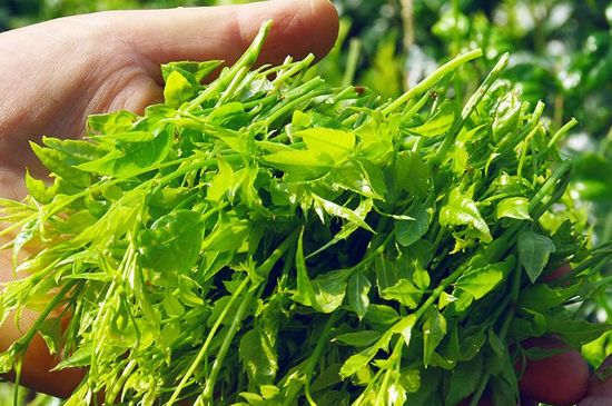 茅巖莓茶別名是什么，莓茶別名叫藤茶嗎？