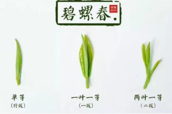 真假碧螺春泡水后區(qū)別，蘇州洞庭碧螺春怎樣鑒別好壞？