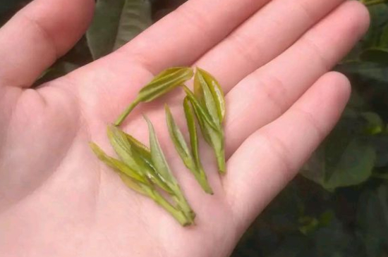 炒青茶為什么便宜，炒青綠茶好喝嗎？