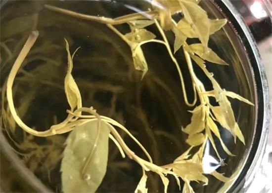 張家界茅巖莓茶與藤茶是同一種茶嗎，藤茶跟莓茶一不一樣？