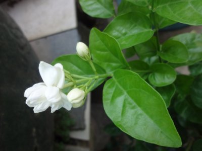 茉莉和什么一起泡最好，茉莉茶有幾種搭配？