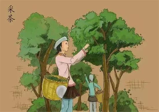 制茶八步驟，制茶工藝流程圖