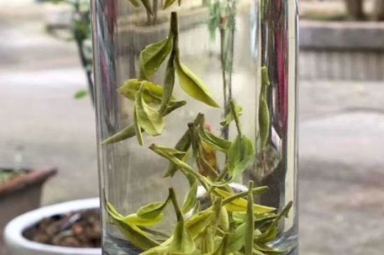 蒸汽煮茶器適合什么茶，蒸汽煮茶器適合用綠茶嗎？