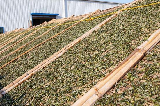 武夷巖茶的初制、精制加工工藝詳細(xì)講解