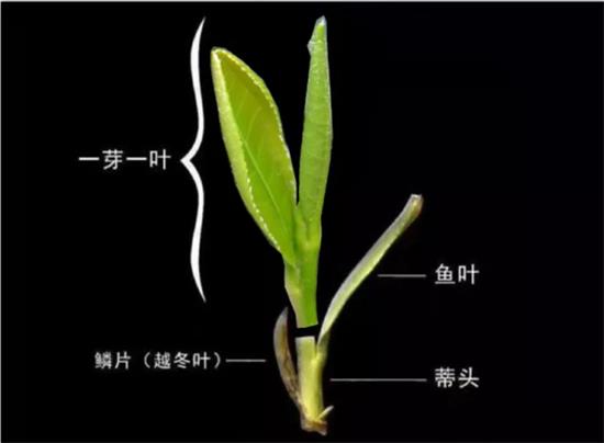 摘茶葉最快的方法，采摘茶葉怎么才能快？