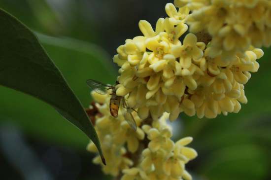 桂花茶禁忌，喝桂花茶有什么禁忌