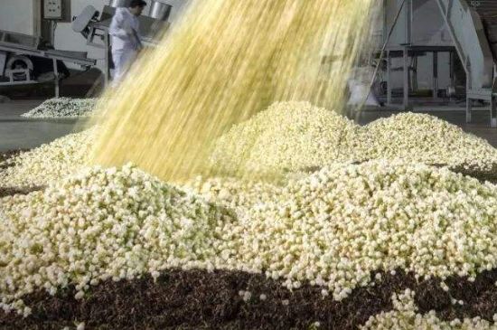 茉莉龍珠怎么做的，茉莉龍珠的制作工藝