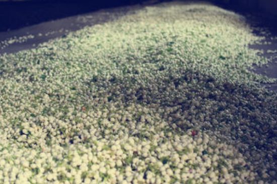 茉莉龍珠怎么做的，茉莉龍珠的制作工藝