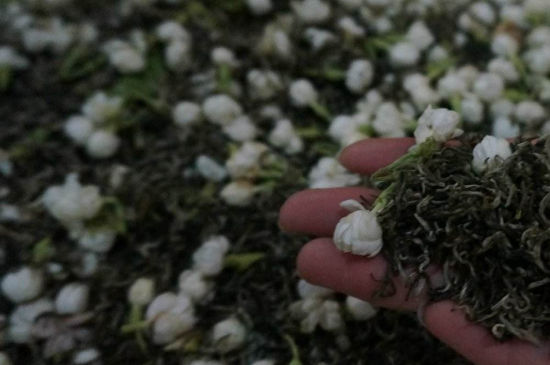 茉莉茶的種類和等級(jí)，茉莉花茶的分類