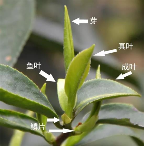 摘茶葉最快的方法，采摘茶葉怎么才能快？