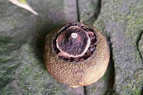 家庭自制柑普茶方法，小青柑制作9個(gè)步驟竅門（圖片）