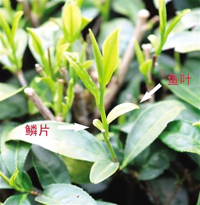 摘茶葉最快的方法，采摘茶葉怎么才能快？