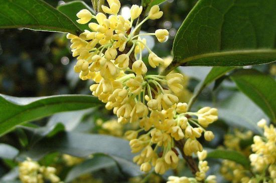 干桂花茶的制作方法，怎樣自制桂花茶？