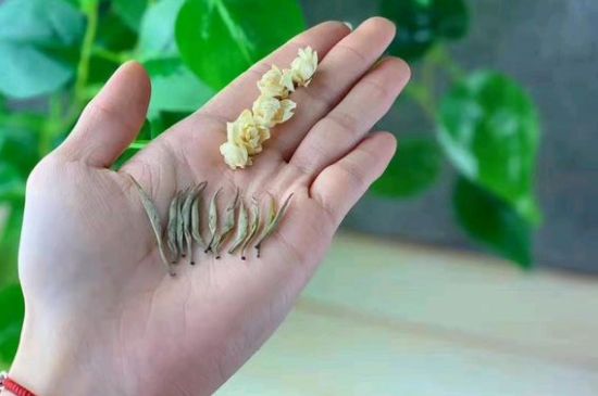 茉莉銀針口感，茉莉銀針是什么味道？