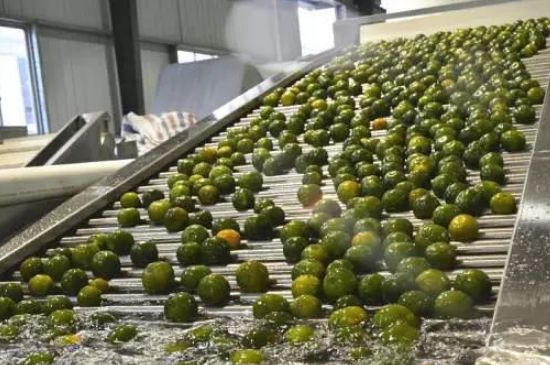 家庭自制柑普茶方法，小青柑制作9個(gè)步驟竅門（圖片）