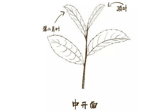 武夷巖茶的初制、精制加工工藝詳細(xì)講解
