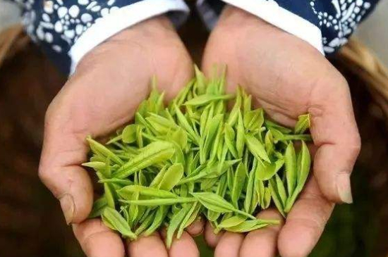 摘茶葉最快的方法，采摘茶葉怎么才能快？