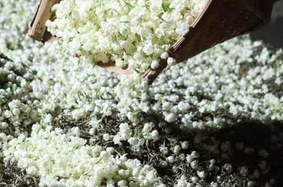 茉莉茶葉的功效與禁忌，什么人不適合喝茉莉花茶？