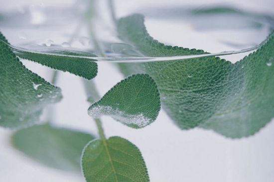 薄荷葉茶怎么制作，薄荷如何做成干茶葉