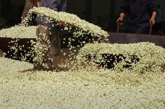 茉莉龍珠怎么做的，茉莉龍珠的制作工藝